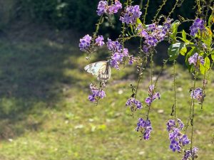 Wandelcoachsessie In Beweging